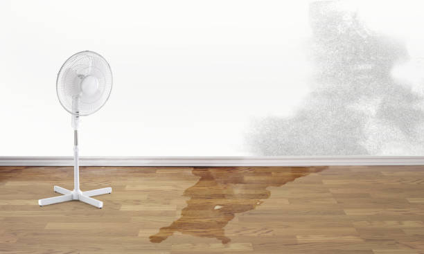 Best Mold removal after water damage  in Parowan, UT