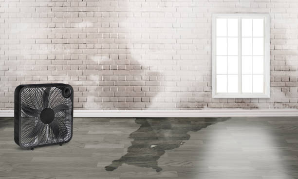 Best Water damage restoration services  in Parowan, UT